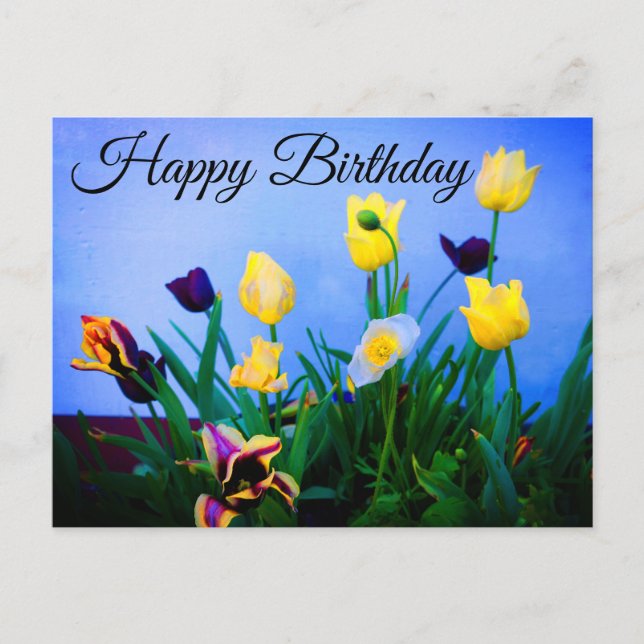 Happy Birthday Various Tulips #2 Postcard (Front)