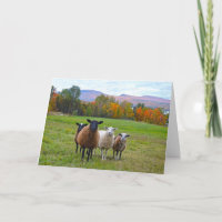 Happy Birthday Vermont Sheep in Autumn