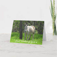 Happy Birthday White Donkey Photo