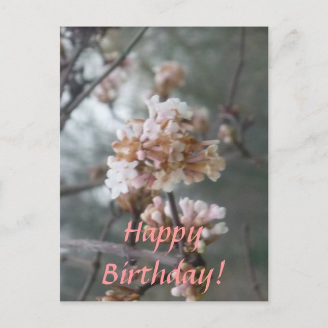 Happy Birthday! (Winter Blossom) Postcard (Front)