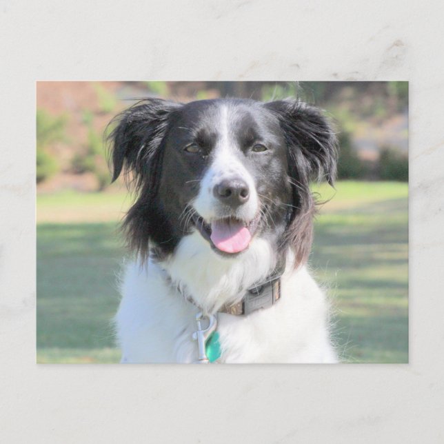 Happy Black And White Dog Closeup Postcard (Front)