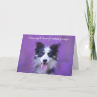 Happy Border Collie Dog, Angel with Fur