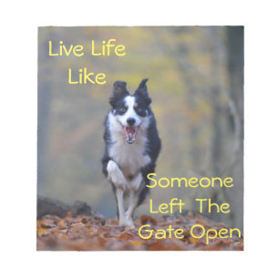 Happy Border Collie dog running and playing Notepad