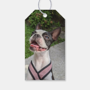 Happy Boston Terrier Photography Gift Tags