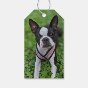 Happy Boston Terrier Photography Gift Tags