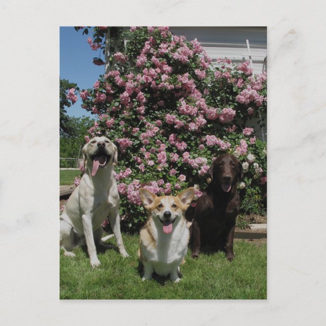 Happy Boys Postcard (Front)