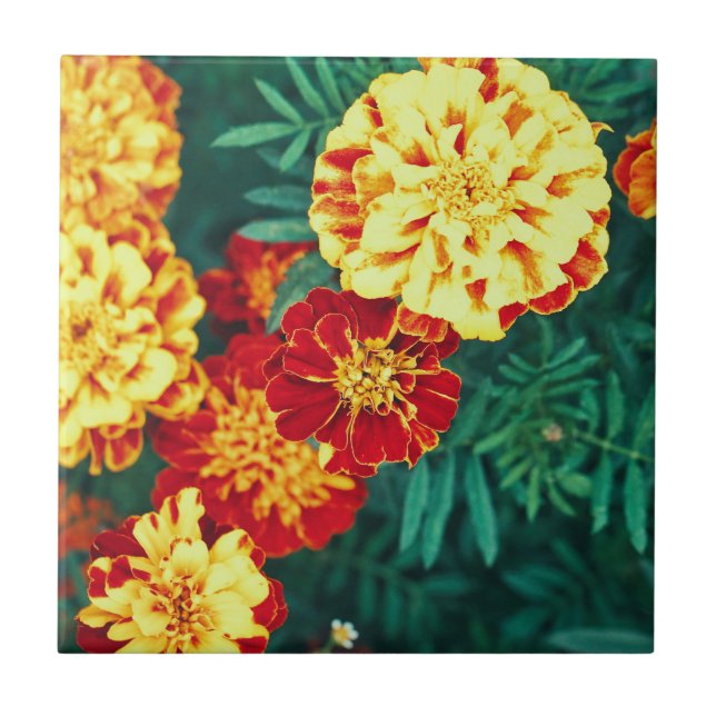 Happy Bright Marigold Flowers Floral Tile (Front)