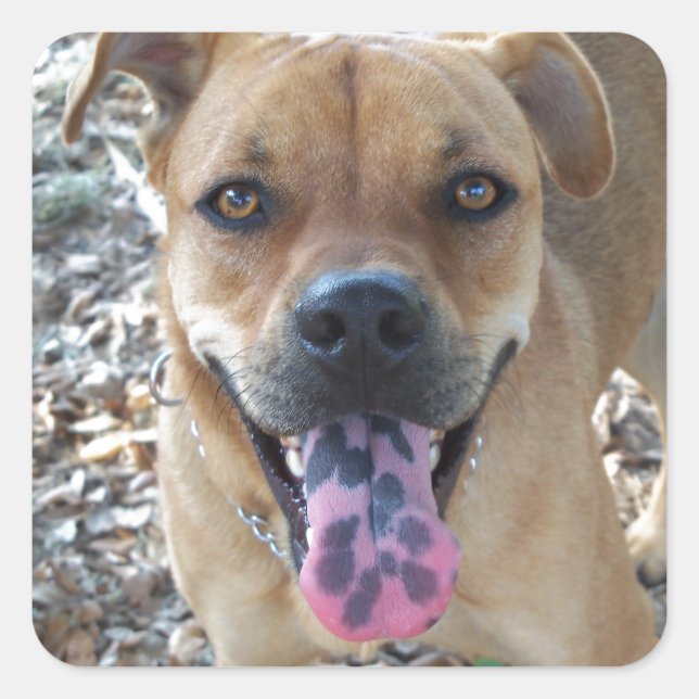 Happy Brown dog with spotted tongue Square Sticker (Front)