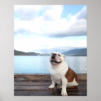 happy bull dog sitting on deck near lake poster