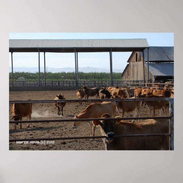 Happy California Cows Poster (Front)