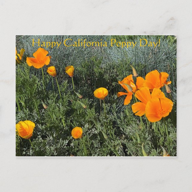 Happy California Poppy Day! Postcard (Front)