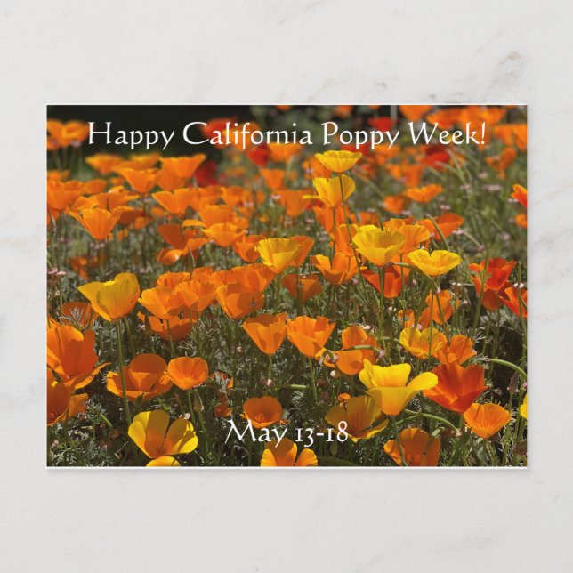 Happy California Poppy Week! Postcard (Front)
