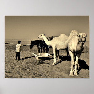Happy Camel Poster