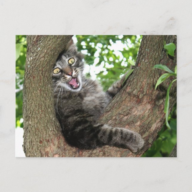 Happy cat in tree postcard (Front)