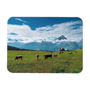 Happy Cows on the Farm in Switzerland Magnet