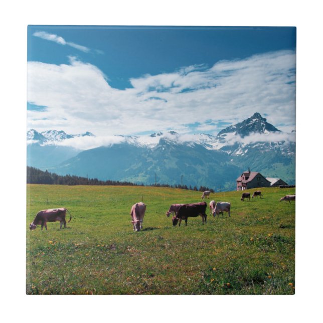 Happy Cows on the Farm in Switzerland Tile (Front)