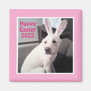 Happy Cute Puppy Dog With Easter Bunny Ears Pink Magnet