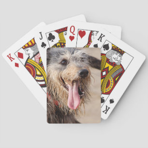 Happy dog on a beach playing cards