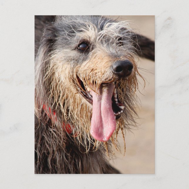 Happy dog on a beach postcard (Front)