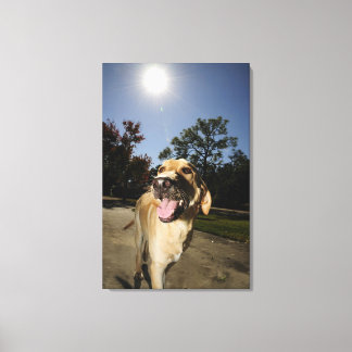 Happy dog running around exercising outdoors in canvas print