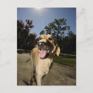 Happy dog running around exercising outdoors in postcard