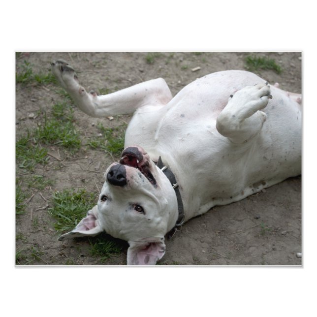Happy Dogo Argentino Girl Photo Print (Front)