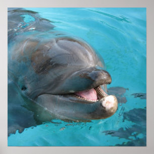 Happy Dolphin Poster