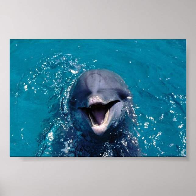 Happy Dolphin Poster (Front)