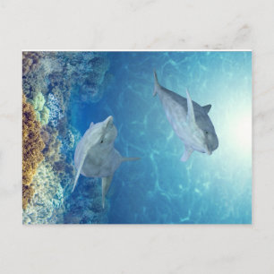 happy dolphins postcard
