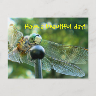 Happy Dragonfly Postcard