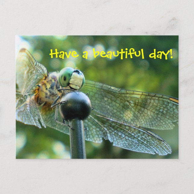 Happy Dragonfly Postcard (Front)
