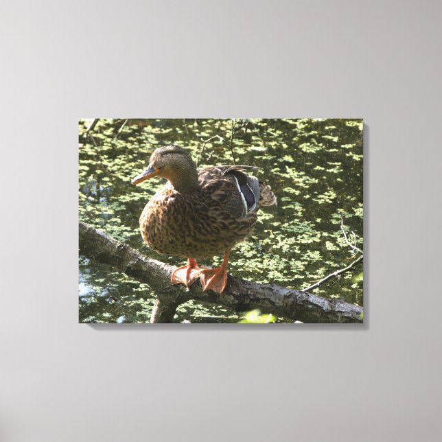 Happy Duck Canvas Print (Front)