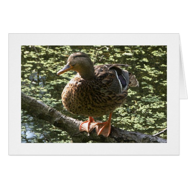 Happy Duck (Wide Bordered) (Front Horizontal)