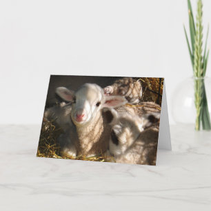 Happy Easter - Easter Lambs Holiday Card