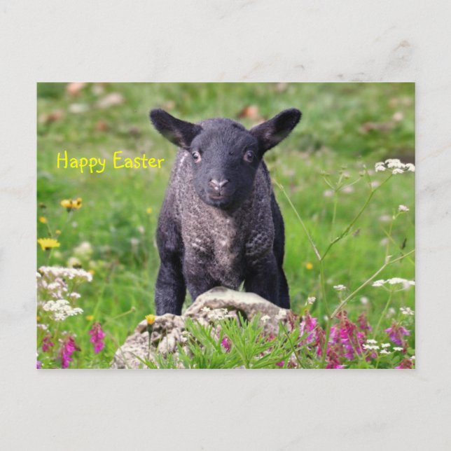 Happy Easter Holiday Postcard (Front)