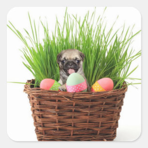 Happy Easter pug puppy Square Sticker