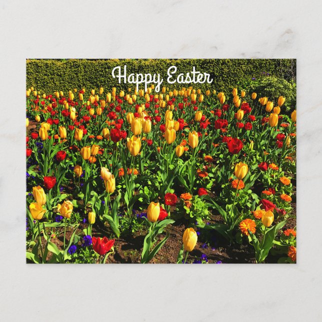 Happy Easter Red & Yellow Tulips #1 Postcard  (Front)