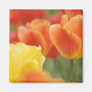 Happy Easter Tulips Magnet