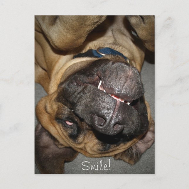 Happy Face - Funny English Mastiff Dog Photo Postcard (Front)