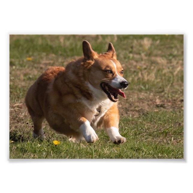 Happy Face Running Corgi Photo Print (Front)