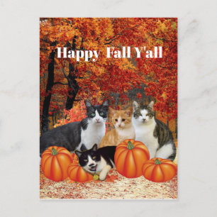 Happy Fall Y'all Cats and Pumpkins Postcard