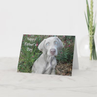 Happy Father's Day ... From The Weimaraner Dog