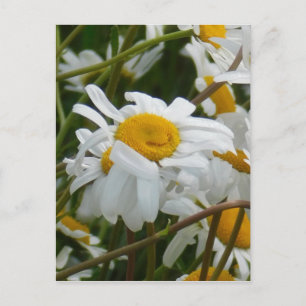 Happy Flower - Happy face smiling daisy Postcard