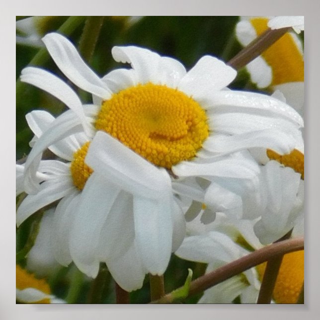 Happy Flower - Happy face smiling daisy Poster (Front)