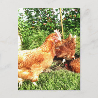 Happy Free range ex-battery chickens Postcard