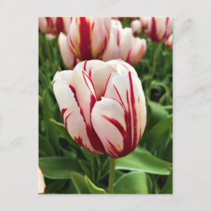Happy Generation Tulip, Oregon Postcard