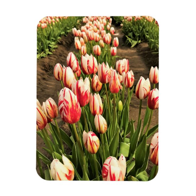 Happy Generation Tulips Magnet (Vertical)