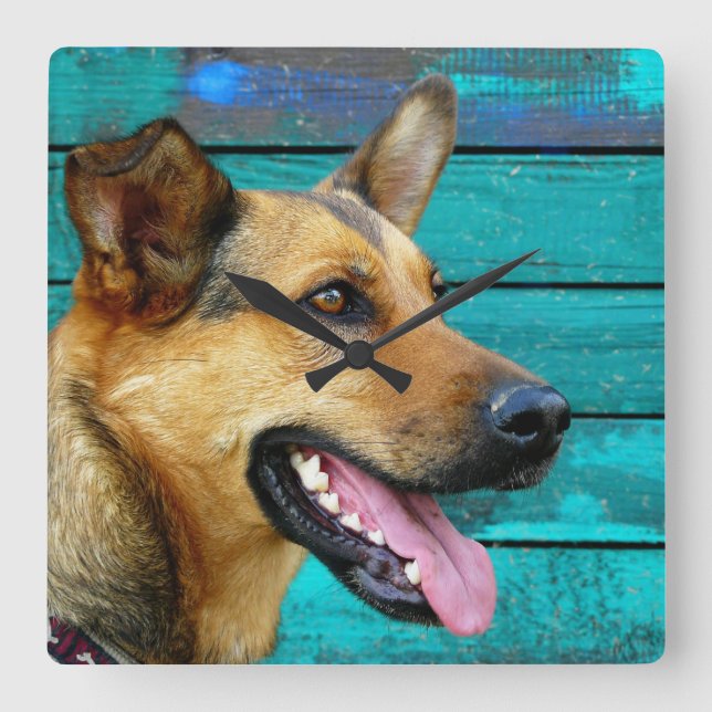 Happy German Shepherd Dog Rustic Teal Square Wall Clock (Front)