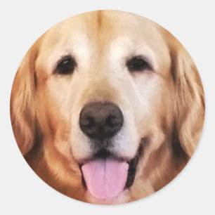 Happy Golden Retriever! Classic Round Sticker