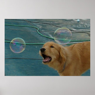 Happy Golden Retriever Poster